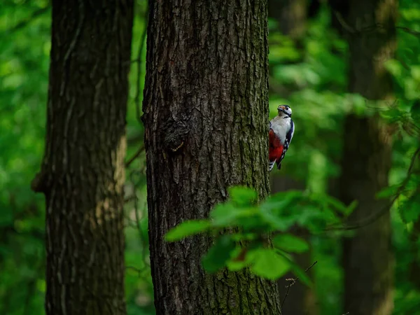 Selective Focus Shot Great Spotted Woodpecker Tree — Stock Photo, Image