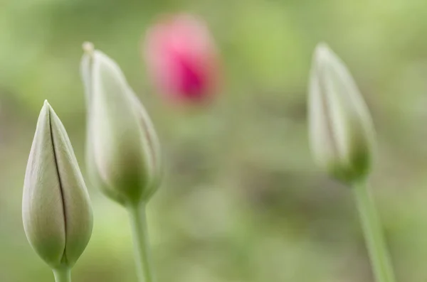 Een Zachte Focus Van Tulpenknoppen Tegen Een Wazige Tuin — Stockfoto