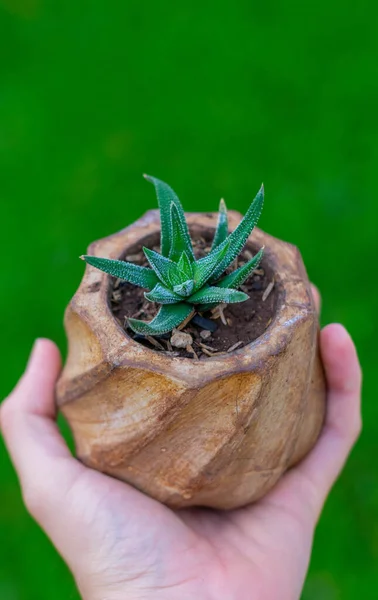 Plan Vertical Une Personne Tenant Petit Pot Cactus — Photo