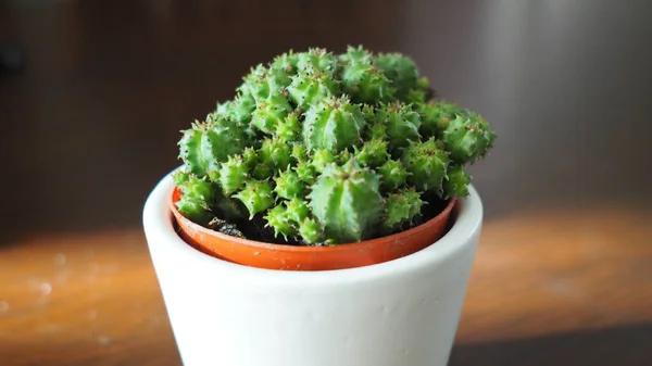 Een Close Shot Van Een Kleine Cactus — Stockfoto