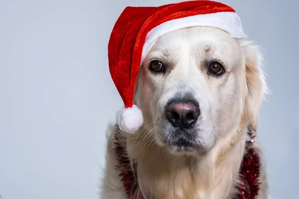 Closeup Shot Cute Retriever Wearing Christmas Hat Shiny Decorations — Stock Photo, Image