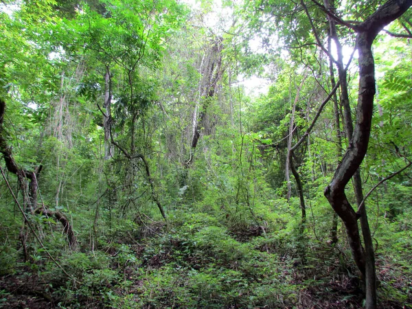 Una Foto Bosque Con Árboles Altos Plantas Verdes — Foto de Stock