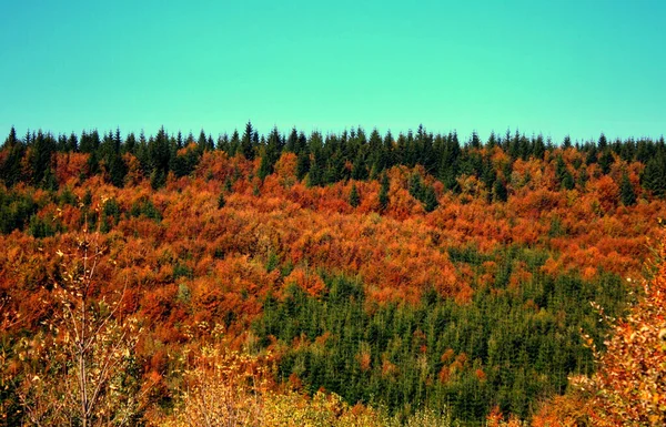 一片茂密的森林 覆盖着五彩缤纷的秋天植物的宏伟景象 — 图库照片
