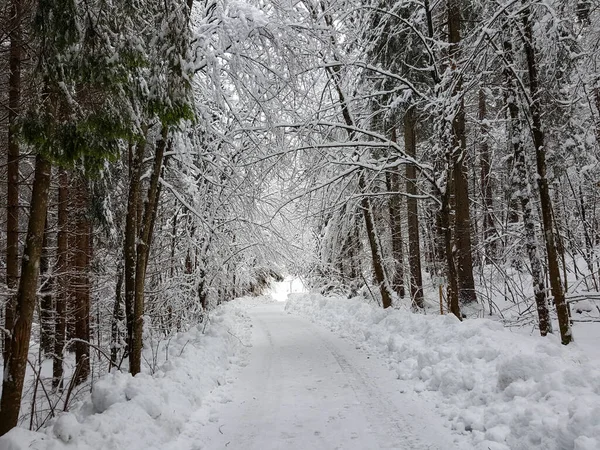 一片雪原上的小径 被树木环绕 — 图库照片