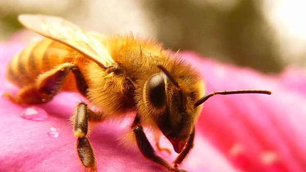 Macro Shot Bee Pink Flower — Stock Photo, Image