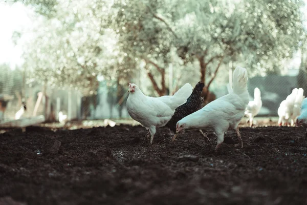 在农田里散步的肉鸡 — 图库照片