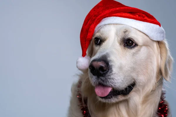 Uma Foto Close Recuperador Bonito Usando Chapéu Natal Decorações Brilhantes — Fotografia de Stock