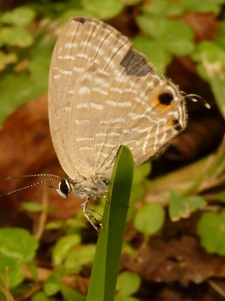 Tiro Vertical Uma Borboleta Uma Grama — Fotografia de Stock