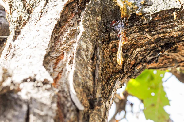 Gros Plan Résine Arbre Sur Tronc Arbre — Photo