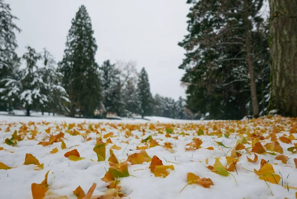 Пейзаж Жовтого Осіннього Листя Землі Взимку — стокове фото