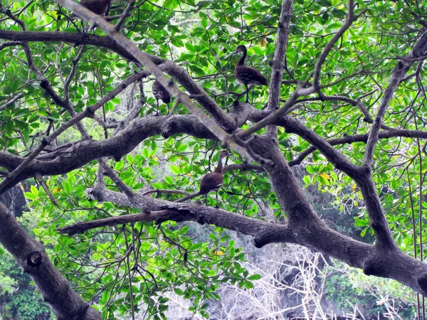 Fák Ágairól Erdőben — Stock Fotó
