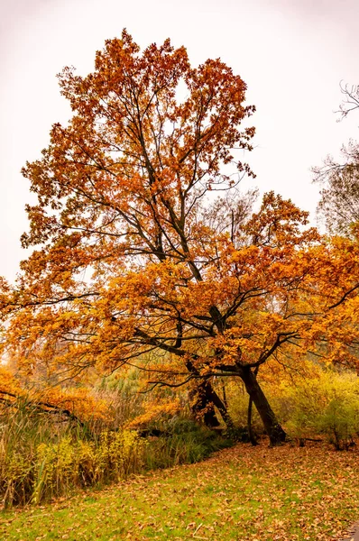 공원에 오렌지 아름다운 나무가 감싸여 — 스톡 사진