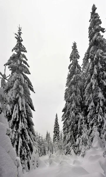 Eine Vertikale Schöne Aufnahme Einer Bewaldeten Winterlandschaft Mit Fichten Die — Stockfoto