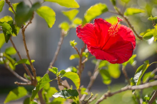 Une Mise Point Sélective Fleur Hibiscus Rouge Fleurie Dans Jardin — Photo