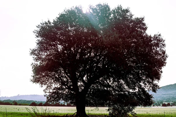 Ein Alter Baum Auf Einem Feld Gegen Den Sonnigen Himmel — Stockfoto