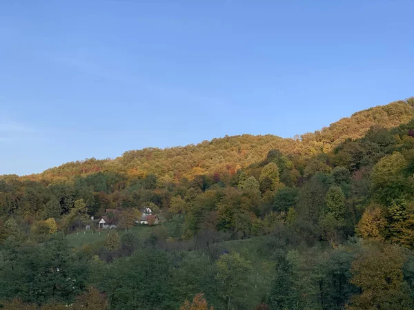 Schöne Aufnahme Eines Herbstlichen Regenwaldes — Stockfoto