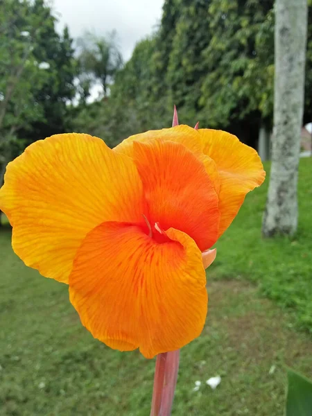 Vertical Shot Orange Canna Growing Field Covered Greenery Blurry Background — ストック写真