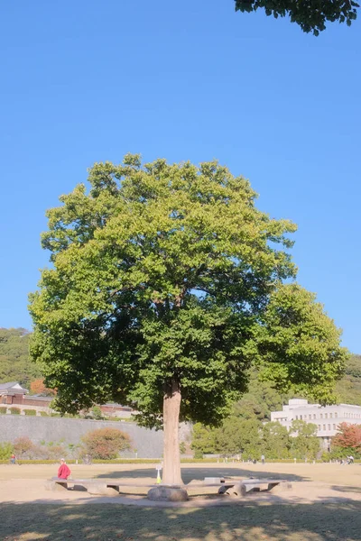 Вертикальный Снимок Растущего Дерева Парке Голубым Небом — стоковое фото
