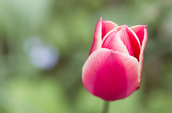 Foco Suave Uma Flor Tulipa Rosa Contra Jardim Embaçado — Fotografia de Stock