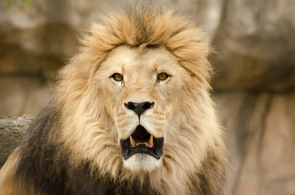 Μια Επιλεκτική Φωτογραφία Ενός Μεγάλου Λιονταριού Ζωολογικό Κήπο — Φωτογραφία Αρχείου