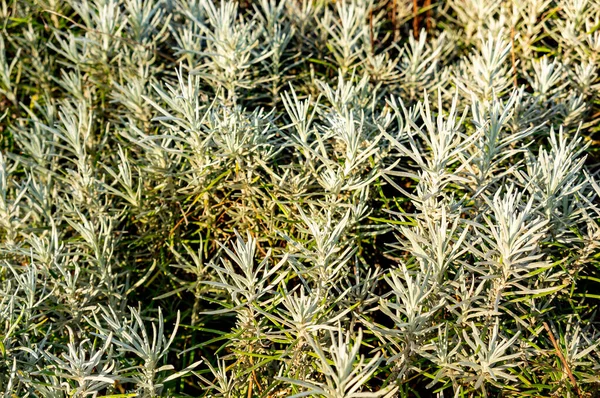 Tiro Ângulo Alto Plantas Caril Que Crescem Campo Fazenda Sob — Fotografia de Stock