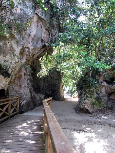 Tiro Vertical Uma Ponte Madeira Que Conduz Parque Com Árvores — Fotografia de Stock