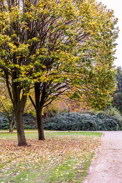 Μια Κάθετη Λήψη Όμορφων Φθινοπωρινών Δέντρων Ένα Πάρκο Πεσμένα Ξηρά — Φωτογραφία Αρχείου