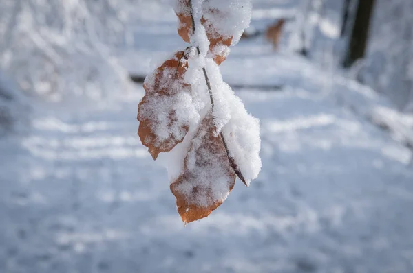 Folhas Nevadas Penduradas Cima Inverno — Fotografia de Stock