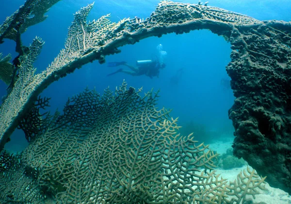 Belo Tiro Mergulhador Fundo Mar Com Recifes — Fotografia de Stock