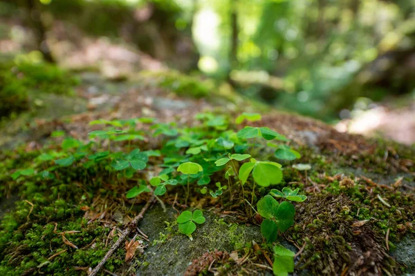 Primer Plano Pequeñas Plantas Verdes Que Crecen Árbol Bosque — Foto de Stock