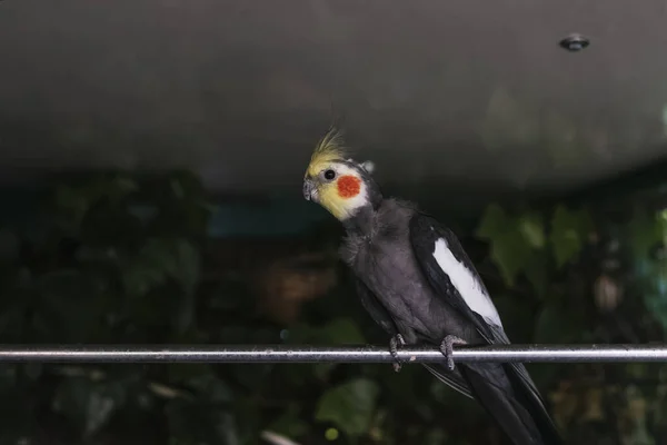 Niski Kąt Ujęcia Papugi Cockatiel Siedzącej Stali Klatce — Zdjęcie stockowe