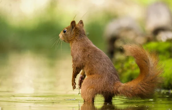 Вибірковий Фокусний Постріл Милої Білки Воді — стокове фото