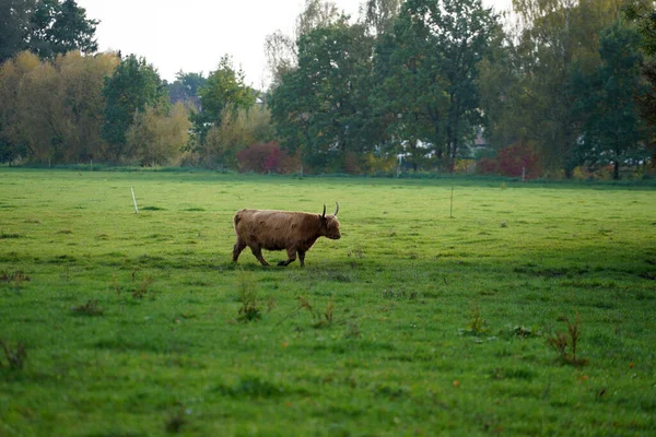 在农场的草地上散步的高山奶牛的照片 — 图库照片