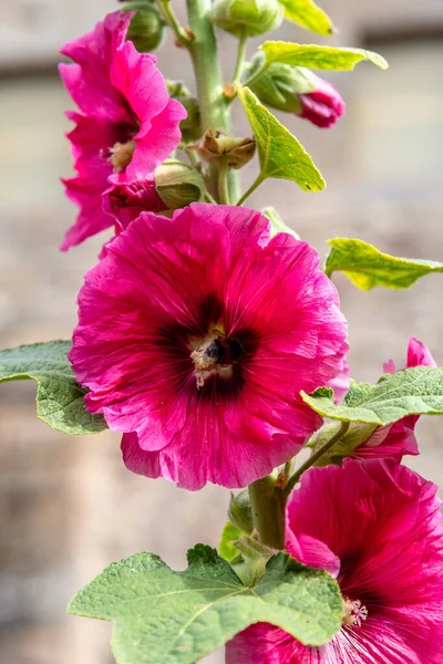 Plan Vertical Fleurs Mauve Rose Foncé Dans Jardin — Photo