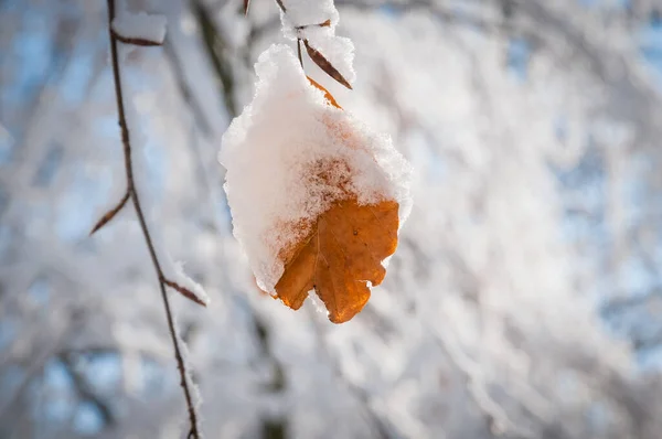 Zbliżenie Ujęcie Śnieżnego Liścia Zimie — Zdjęcie stockowe