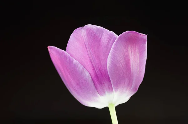 Uma Flor Tulipa Roxa Isolada Fundo Preto — Fotografia de Stock