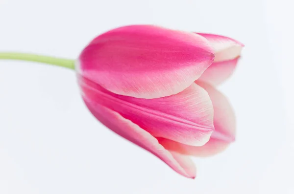 Close Uma Flor Tulipa Rosa Isolada Fundo Branco — Fotografia de Stock