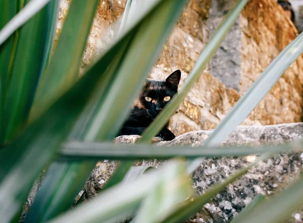 Gato Preto Olhando Para Câmera Através Folhas Verdes — Fotografia de Stock