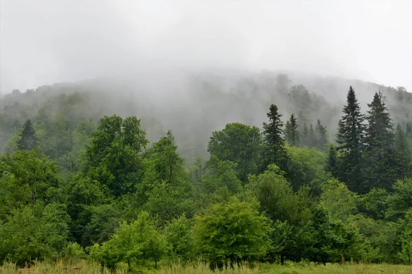 Mystisk Grön Skog Täckt Dimma — Stockfoto