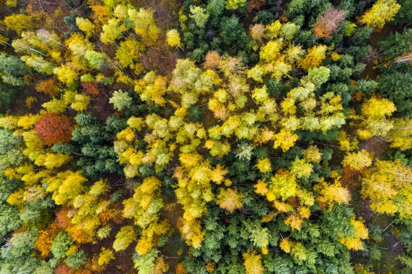 Uma Vista Aérea Superior Árvores Com Folhagem Outono Colorido Floresta — Fotografia de Stock