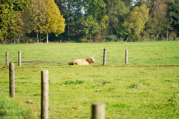Вид Высокогорной Коровы Отдыхающей Зеленых Лугах Ферме — стоковое фото
