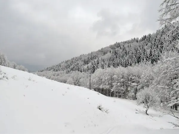 一个美丽的拍摄森林冬季山坡与云杉树覆盖着大雪 — 图库照片