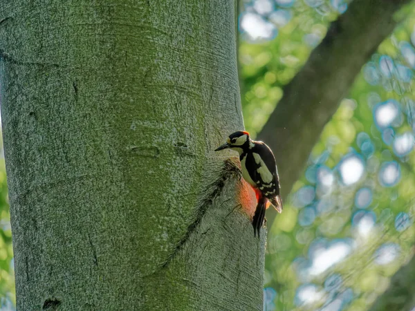 Eine Selektive Fokusaufnahme Eines Buntspechts Auf Einem Baum — Stockfoto