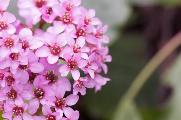 Tiro Seletivo Foco Das Flores Cor Rosa Jardim — Fotografia de Stock