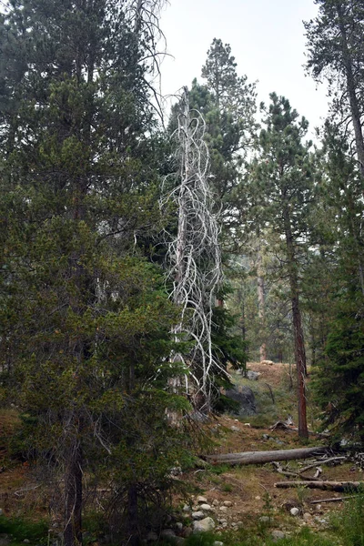 Colpo Verticale Diversi Alberi Alto Fusto Cresciuti Nella Foresta — Foto Stock