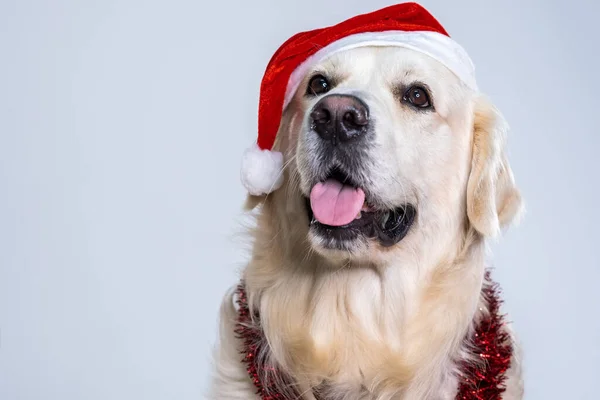 Uma Foto Close Recuperador Bonito Usando Chapéu Natal Decorações Brilhantes — Fotografia de Stock