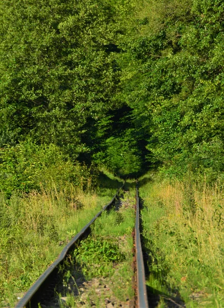 Detailní Záběr Bujně Zelených Stromů Vytvářejících Tunel Nad Železnicí — Stock fotografie