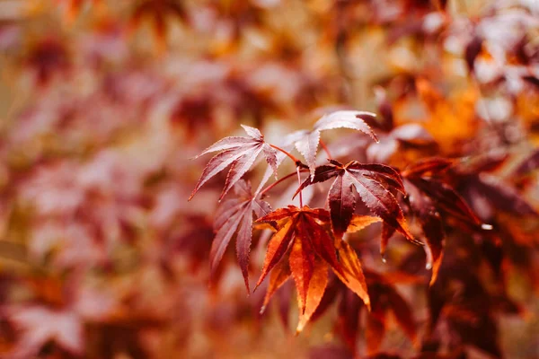 Eine Selektive Fokusaufnahme Roter Japanischer Ahornblätter Herbst — Stockfoto