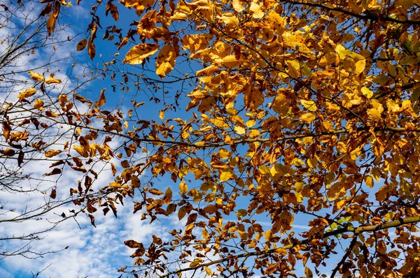Niski Kąt Strzał Drzewa Nakrytego Suchym Żółtym Listowiem Pod Sunlight — Zdjęcie stockowe