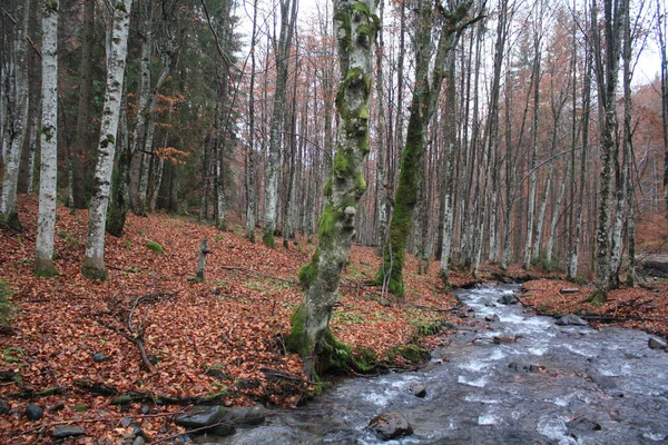 Pequeno Fluxo Água Que Flui Através Uma Floresta Com Árvores — Fotografia de Stock